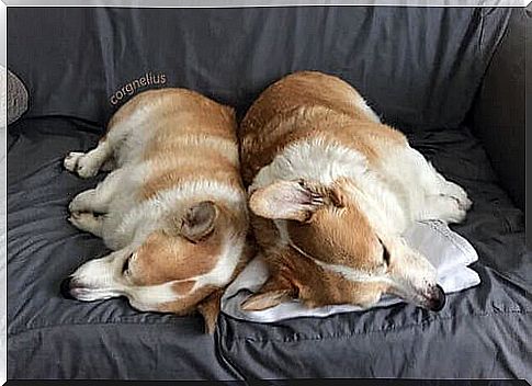 Tender dogs on Instagram