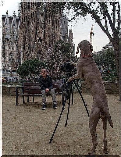 Sagrada familia dog