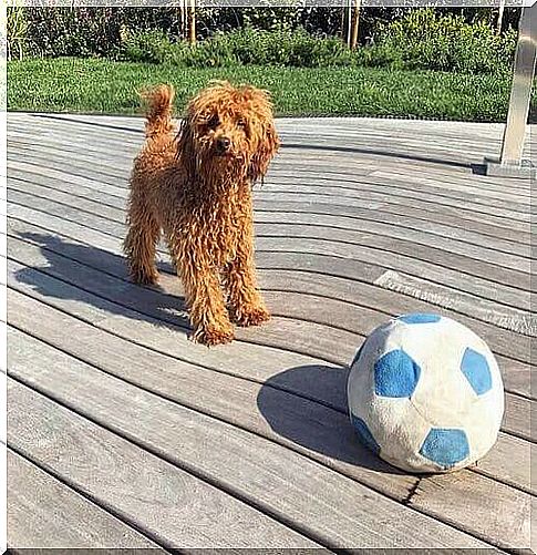 Poodle with ball