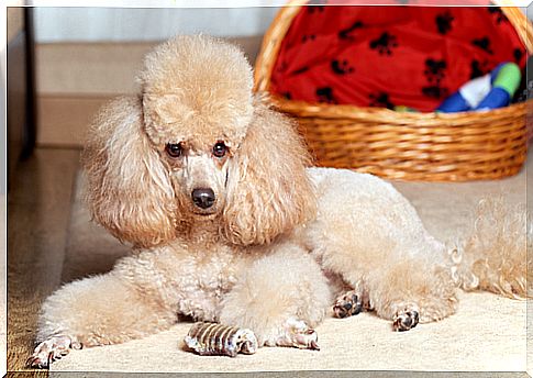 The poodle or poodle dog, a loyal and affectionate companion