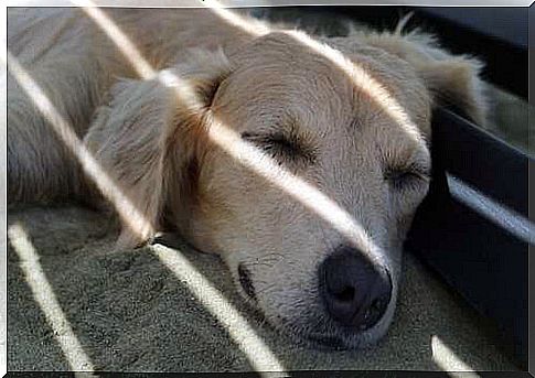 Dog sleeping in the shade.