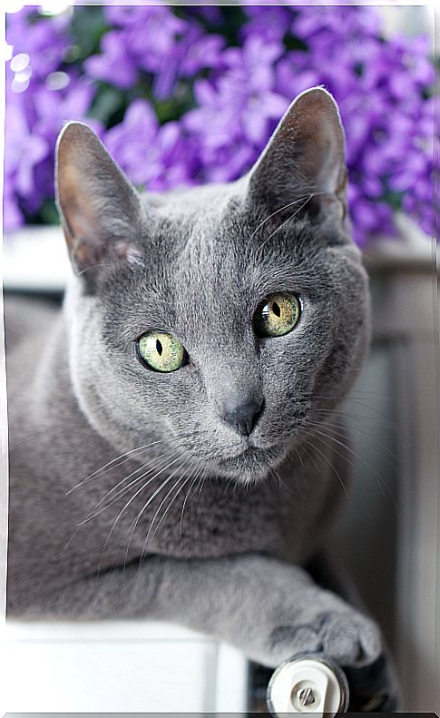 The Russian Blue: feline nobility