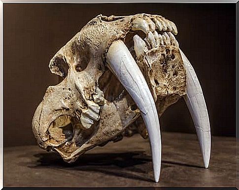 The saber-toothed tiger: the most feared feline