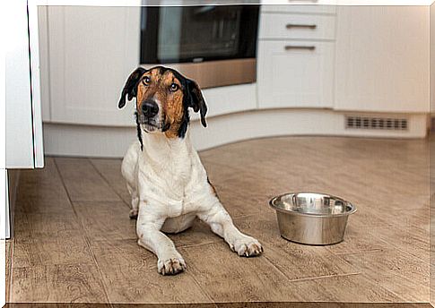 dog-with-bowl