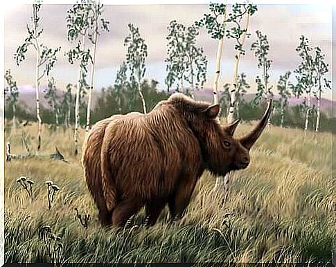 Reconstruction of the Siberian unicorn