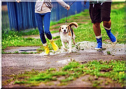 The sound of rain affects your dog