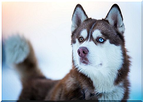 husky-siberian (2)