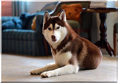 husky-siberian (3)