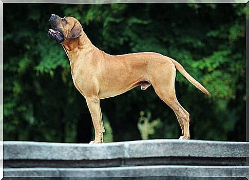 tosa inu standing on a wall