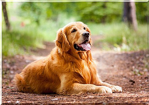 The wonderful Golden Retriever