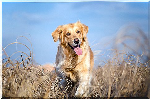 golden-retriever-2