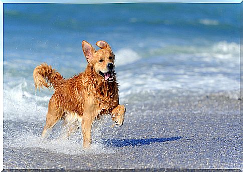 golden-retriever-3