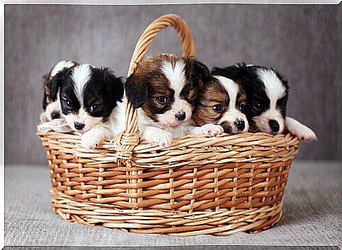 basket with white and brown puppies