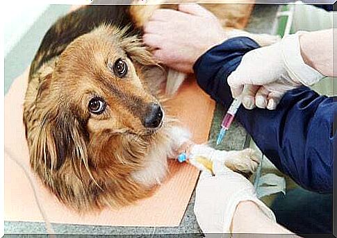 Thrombophilia in dogs: what is it and what is it caused?