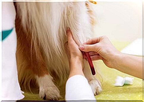 Veterinarian takes a blood sample from a dog.