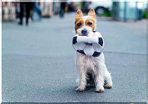 Dog with a balloon in his mouth.