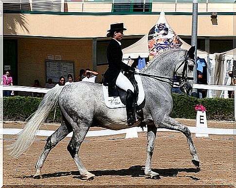 Tips and tricks for taming a horse