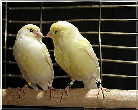 Tips for breeding canaries