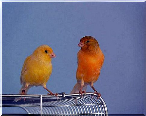 Pair of canaries