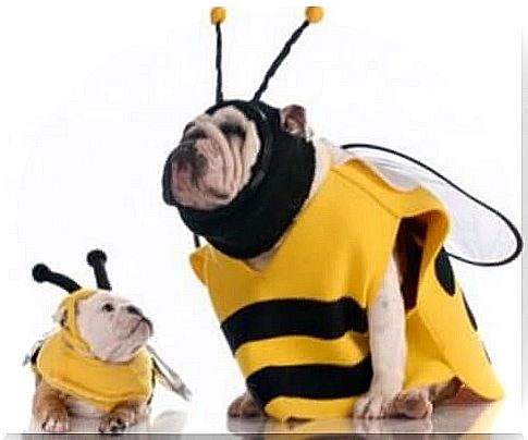 Tips for choosing a costume for your dog