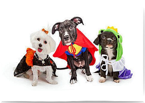 Disguised dogs with funny costumes