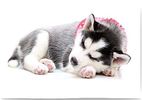 Tips for getting your dog to sleep