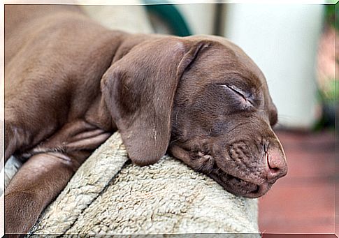 cucciolo-dorme