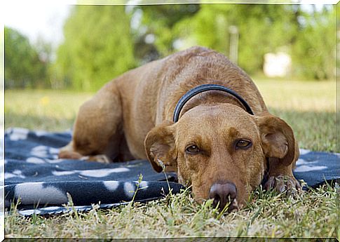 addormentare-un-cane-adulto