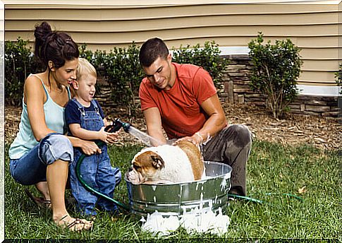 Tips for maintaining your dog's hygiene at home