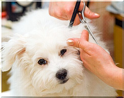 Tips for shearing the dog