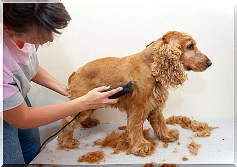 hairdresser for dogs