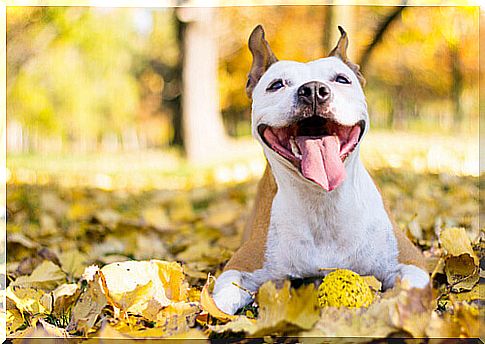 Tips to live happier with your dog