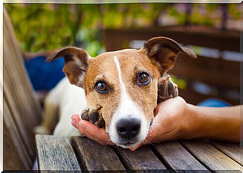 Tips to prevent neighbors from hating your dog