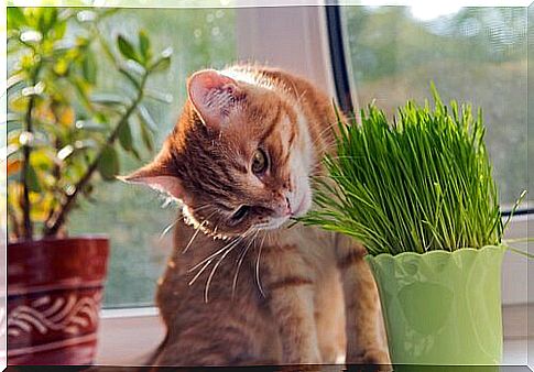 Plants toxic to cats: what are they?