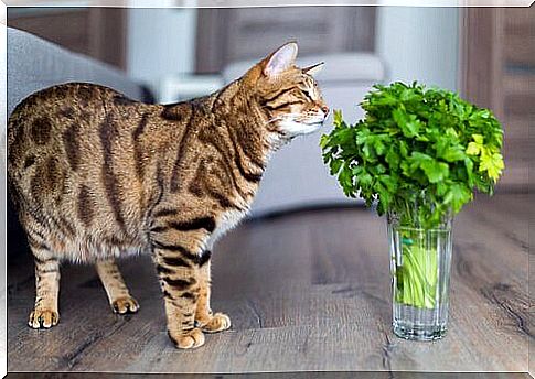 Cat sniffs plant