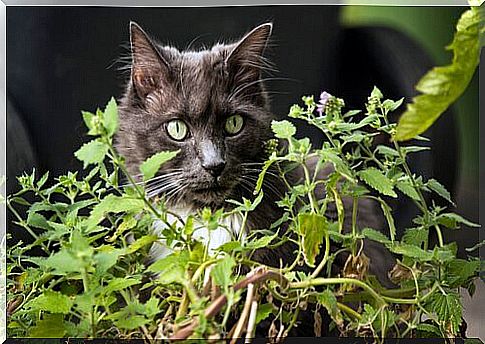 Cat among the plants