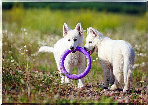 Toys to relieve dog stress