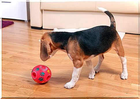 Beagle plays with a red ball inside the house