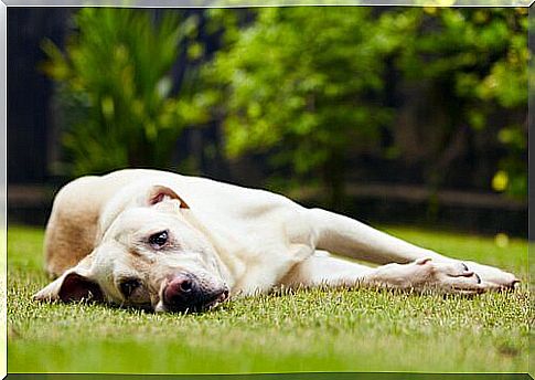 Dog lying sideways on the lawn