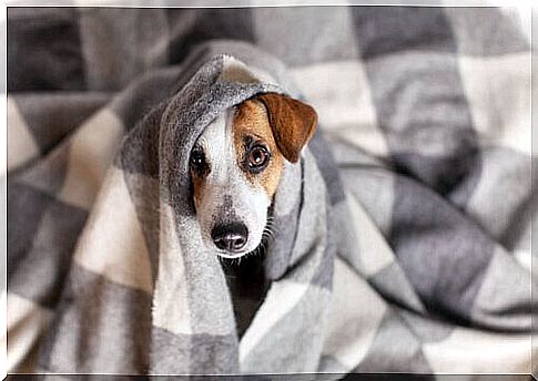 Little dog under a checkered plaid