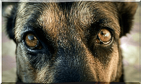 Treatment for warts around the dog's eyes