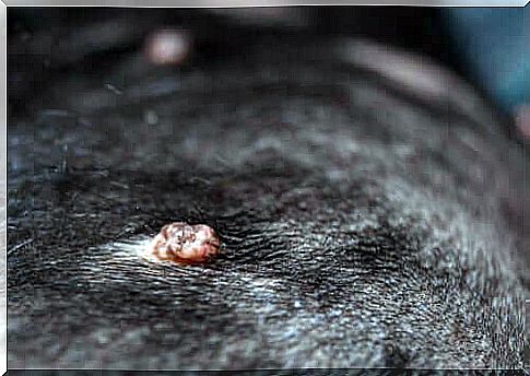 Wart in a dog's coat