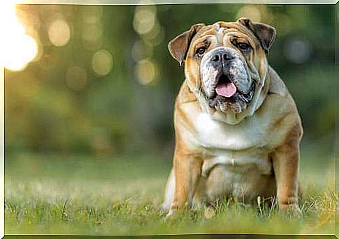 An English bulldog in a meadow.