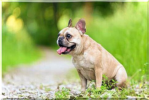 French Bulldog sitting with his tongue out.