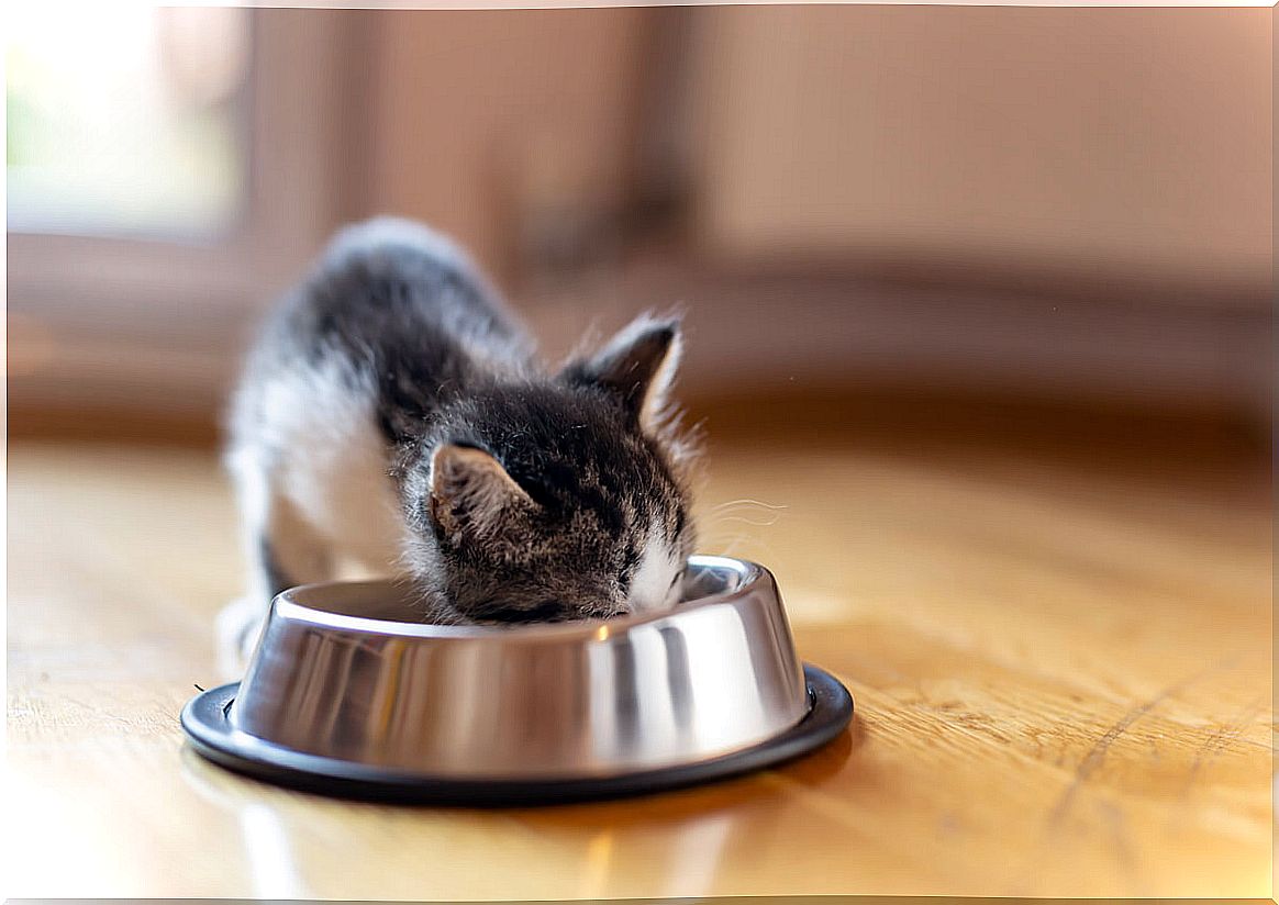 A cat eating from his bowl.