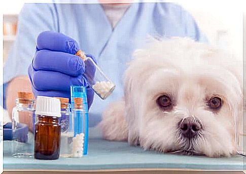 Veterinary medicines for the dog