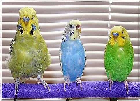 We know the diseases of parakeets