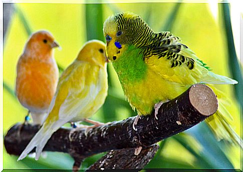 3 parakeets on the branch 