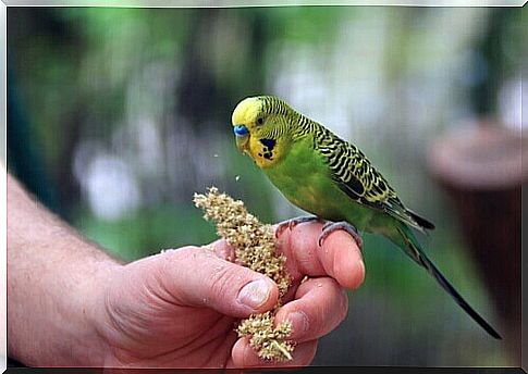 parakeet resting on the master's finger 