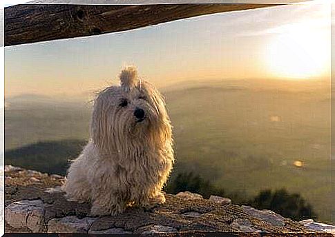 Maltese on a low wall.